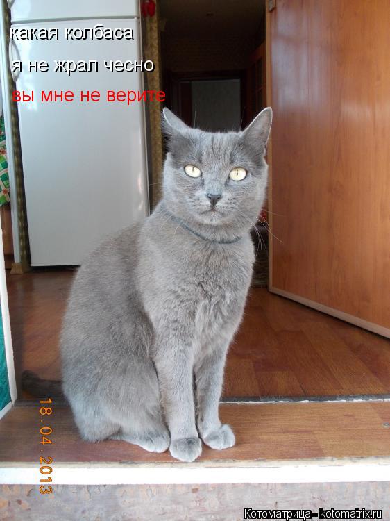 какая колбаса я не жрал чесно вы мне не верите... Котоматрица: какая колбаса я не жрал чесно вы мне не верите