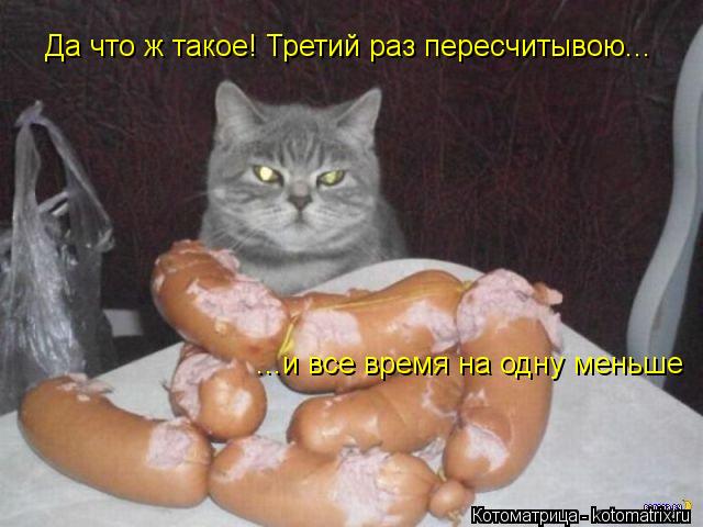 Да что ж такое! Третий раз пересчитывою... ...и все время на одну меньше... Котоматрица: Да что ж такое! Третий раз пересчитывою... ...и все время на одну меньше
