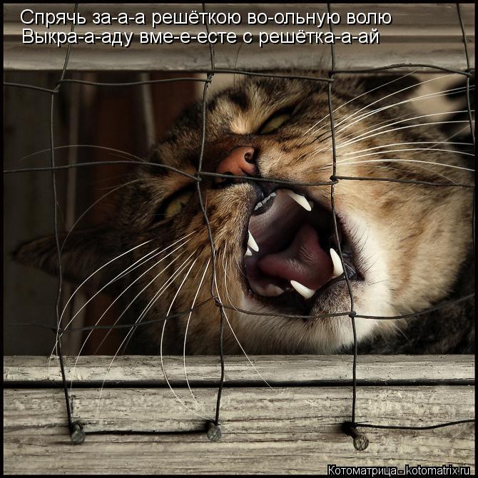 Спрячь за-а-а решёткою во-ольную волю Выкра-а-аду вме-е-есте с решётка-а-ай... Котоматрица: Спрячь за-а-а решёткою во-ольную волю Выкра-а-аду вме-е-есте с решётка-а-ай