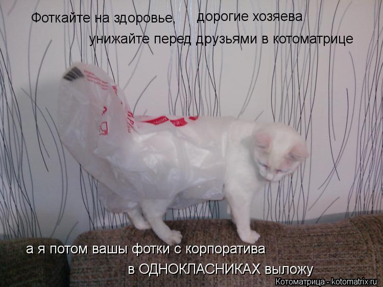 Фоткайте на здоровье, унижайте перед друзьями в котоматрице дорогие хозяева а я потом вашы фотки с ко... Котоматрица: Фоткайте на здоровье, унижайте перед друзьями в котоматрице дорогие хозяева а я потом вашы фотки с корпоратива в ОДНОКЛАСНИКАХ выложу