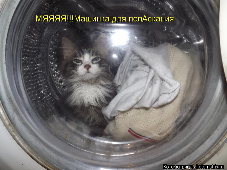 Котоматрица: МЯЯЯЯ!!!Машинка для полАскания