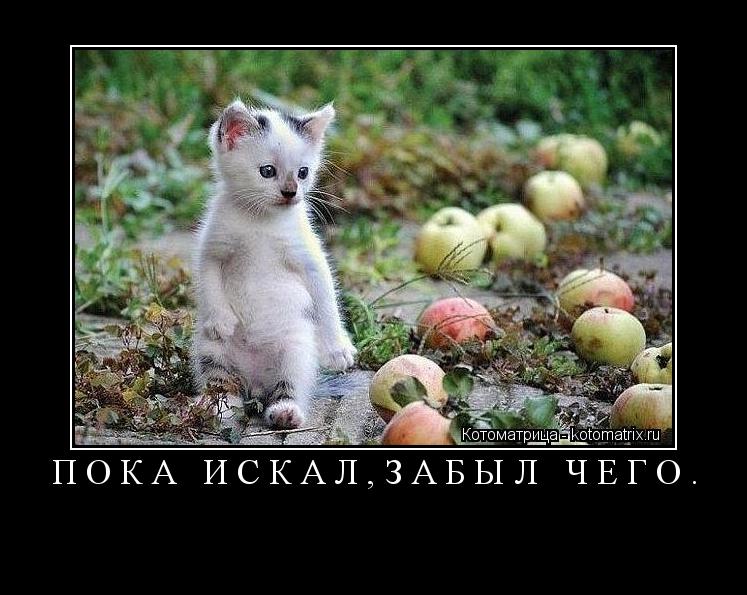 ПОКА ИСКАЛ,ЗАБЫЛ ЧЕГО. ... Котоматрица: ПОКА ИСКАЛ,ЗАБЫЛ ЧЕГО.