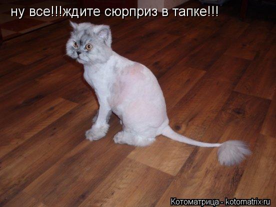 ну все!!!ждите сюрприз в тапке!!!... Котоматрица: ну все!!!ждите сюрприз в тапке!!!