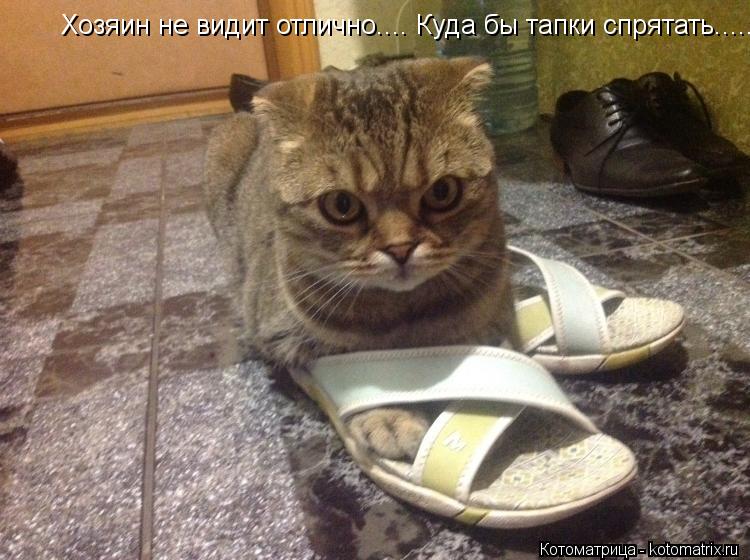 Хозяин не видит отлично.... Куда бы тапки спрятать........ Котоматрица: Хозяин не видит отлично.... Куда бы тапки спрятать.....