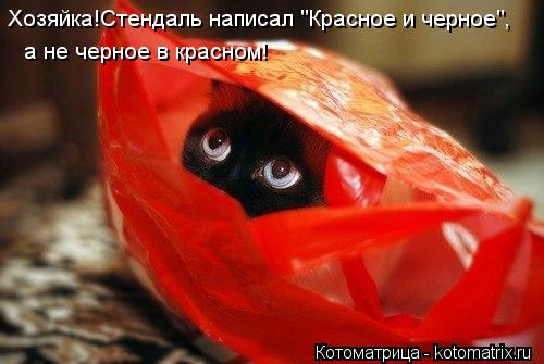 Хозяйка!Стендаль написал "Красное и черное", а не черное в красном!... Котоматрица: Хозяйка!Стендаль написал "Красное и черное", а не черное в красном!