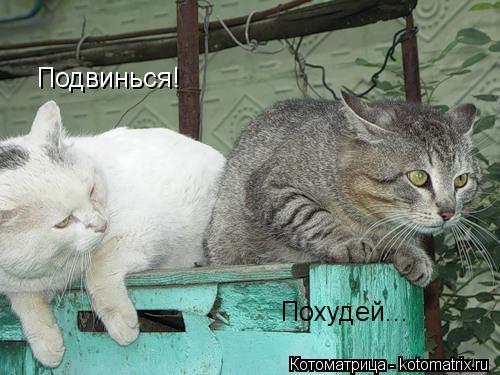 Подвинься! Похудей...... Котоматрица: Подвинься! Похудей...