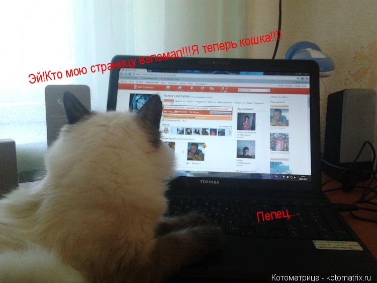 Эй!Кто мою страницу взломал!!!Я теперь кошка!!!! Пепец...... Котоматрица: Эй!Кто мою страницу взломал!!!Я теперь кошка!!!! Пепец...
