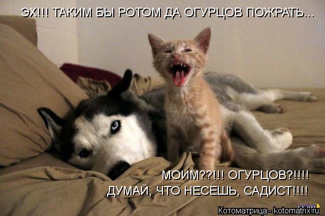 ЭХ!!! ТАКИМ БЫ РОТОМ ДА ОГУРЦОВ ПОЖРАТЬ... МОИМ??!!! ОГУРЦОВ?!!!! ДУМАЙ, ЧТО НЕСЕШЬ, САДИСТ!!!!... Котоматрица: ЭХ!!! ТАКИМ БЫ РОТОМ ДА ОГУРЦОВ ПОЖРАТЬ... МОИМ??!!! ОГУРЦОВ?!!!! ДУМАЙ, ЧТО НЕСЕШЬ, САДИСТ!!!!