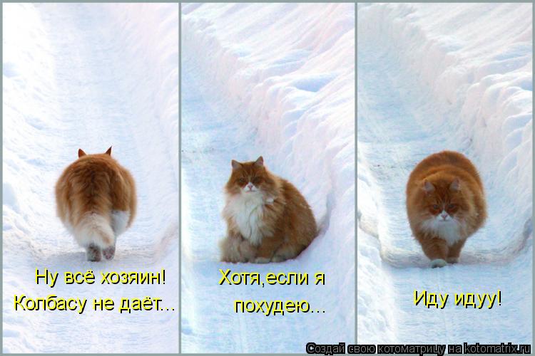 Ну всё хозяин! Колбасу не даёт... Хотя,если я похудею... Иду идуу!... Котоматрица: Ну всё хозяин! Колбасу не даёт... Хотя,если я похудею... Иду идуу!
