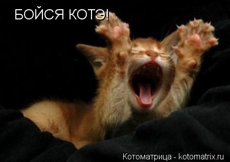 БОЙСЯ КОТЭ!... Котоматрица: БОЙСЯ КОТЭ!