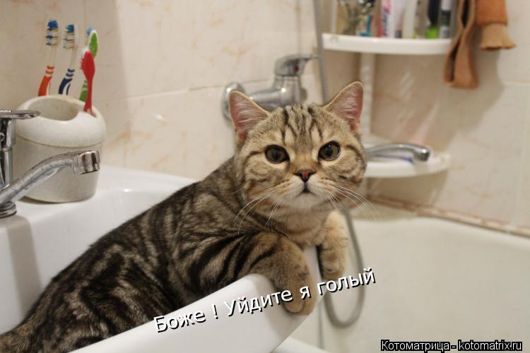 Боже ! Уйдите я голый... Котоматрица: Боже ! Уйдите я голый