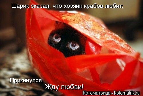 Шарик сказал, что хозяин крабов любит. Прикинулся. Жду любви!... Котоматрица: Шарик сказал, что хозяин крабов любит. Прикинулся. Жду любви!