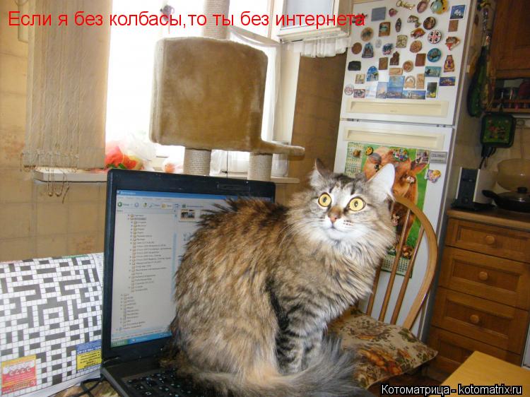 Если я без колбасы,то ты без интернета... Котоматрица: Если я без колбасы,то ты без интернета