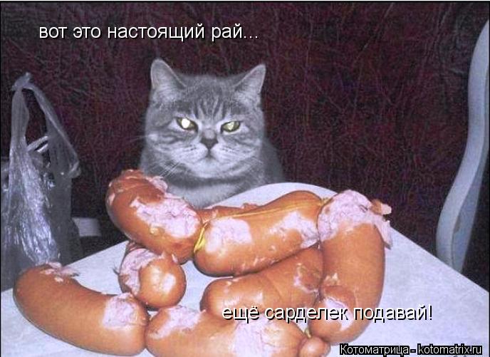 вот это настоящий рай... ещё сарделек подавай!... Котоматрица: вот это настоящий рай... ещё сарделек подавай!