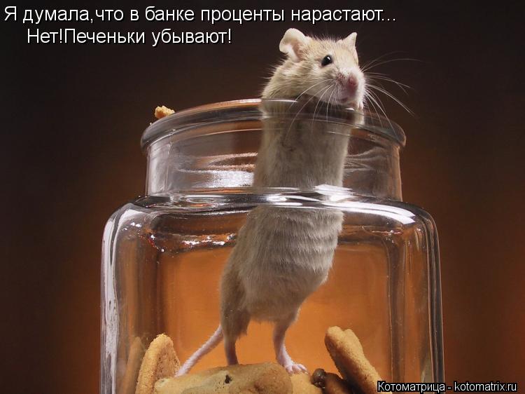 Я думала,что в банке проценты нарастают... Нет!Печеньки убывают!... Котоматрица: Я думала,что в банке проценты нарастают... Нет!Печеньки убывают!