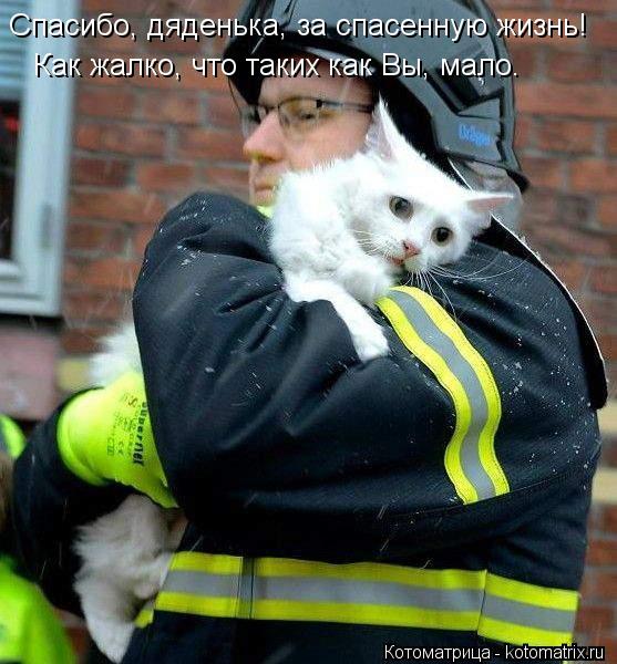 Спасибо, дяденька, за спасенную жизнь! Как жалко, что таких как Вы, мало.... Котоматрица: Спасибо, дяденька, за спасенную жизнь! Как жалко, что таких как Вы, мало.