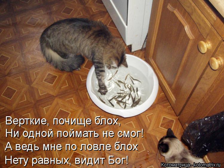 Котоматрица: Верткие, почище блох, Ни одной поймать не смог! А ведь мне по ловле блох Нету равных, видит Бог!
