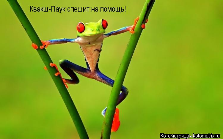 Квакш-Паук спешит на помощь!... Котоматрица: Квакш-Паук спешит на помощь!