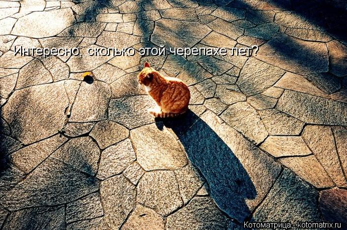 Интересно, сколько этой черепахе лет?... Котоматрица: Интересно, сколько этой черепахе лет?