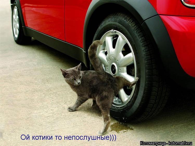 Ой котики то непослушные)))... Котоматрица: Ой котики то непослушные)))