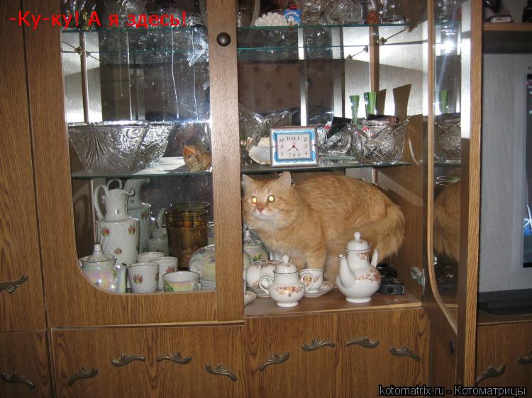 -Ку-ку! А я здесь!... Котоматрица: -Ку-ку! А я здесь!