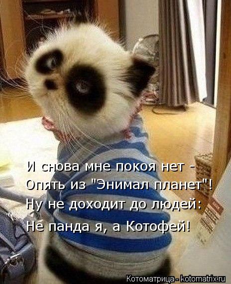 И снова мне покоя нет - Ну не доходит до людей: Не панда я, а Котофей! Опять из "Энимал планет"!... Котоматрица: И снова мне покоя нет - Ну не доходит до людей: Не панда я, а Котофей! Опять из "Энимал планет"!