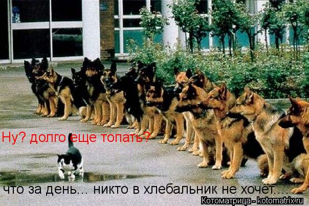 Ну? долго еще топать? что за день... никто в хлебальник не хочет....... Котоматрица: Ну? долго еще топать? что за день... никто в хлебальник не хочет....