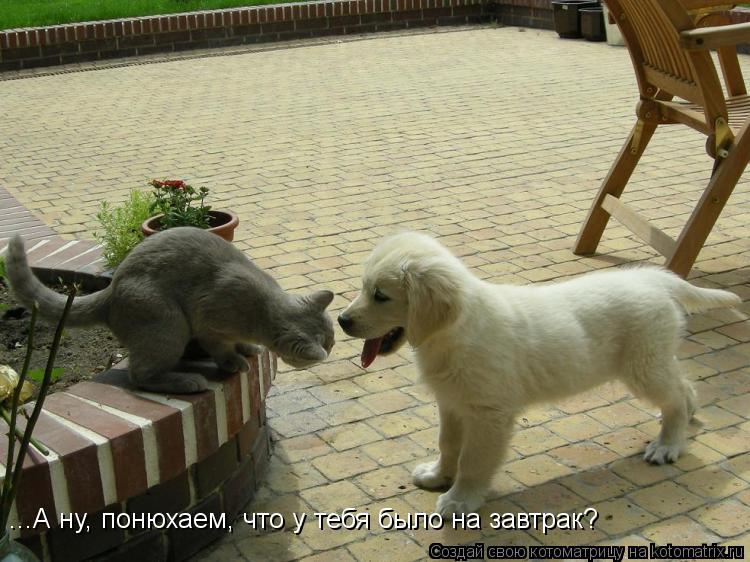...А ну, понюхаем, что у тебя было на завтрак?... Котоматрица: ...А ну, понюхаем, что у тебя было на завтрак?