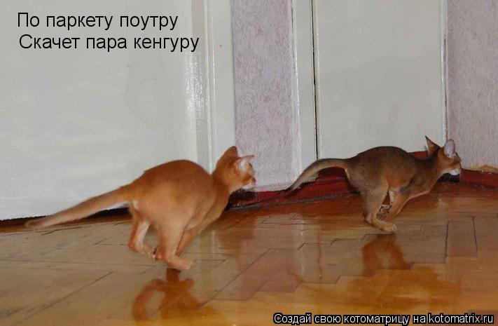 По паркету поутру Скачет пара кенгуру... Котоматрица: По паркету поутру Скачет пара кенгуру