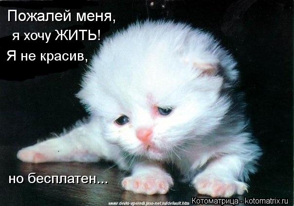 Пожалей меня, я хочу ЖИТЬ! Я не красив, но бесплатен...... Котоматрица: Пожалей меня, я хочу ЖИТЬ! Я не красив, но бесплатен...