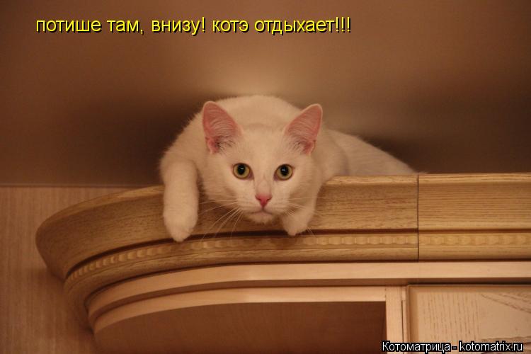 потише там, внизу! котэ отдыхает!!!... Котоматрица: потише там, внизу! котэ отдыхает!!!