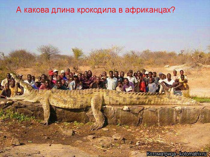 А какова длина крокодила в африканцах?... Котоматрица: А какова длина крокодила в африканцах?