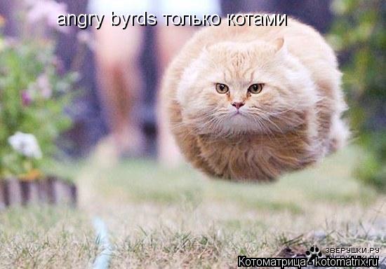 angry byrds только котами... Котоматрица: angry byrds только котами