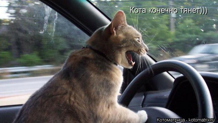 Кота конечно тянет)))... Котоматрица: Кота конечно тянет)))