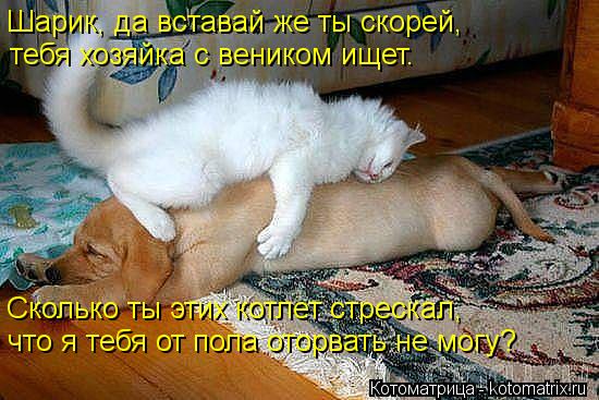 Шарик, да вставай же ты скорей, тебя хозяйка с веником ищет. Сколько ты этих котлет стрескал, что я т... Котоматрица: Шарик, да вставай же ты скорей, тебя хозяйка с веником ищет. Сколько ты этих котлет стрескал, что я тебя от пола оторвать не могу?