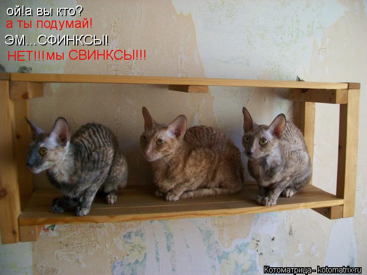 ой!а вы кто? а ты подумай! ЭМ...СФИНКСЫ! НЕТ!!! мы СВИНКСЫ!!!... Котоматрица: ой!а вы кто? а ты подумай! ЭМ...СФИНКСЫ! НЕТ!!! мы СВИНКСЫ!!!