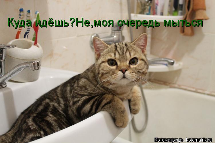 Куда идёшь?Не,моя очередь мыться... Котоматрица: Куда идёшь?Не,моя очередь мыться