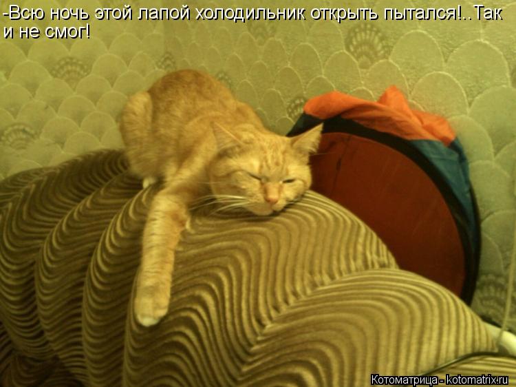 -Всю ночь этой лапой холодильник открыть пытался!..Так и не смог!... Котоматрица: -Всю ночь этой лапой холодильник открыть пытался!..Так и не смог!