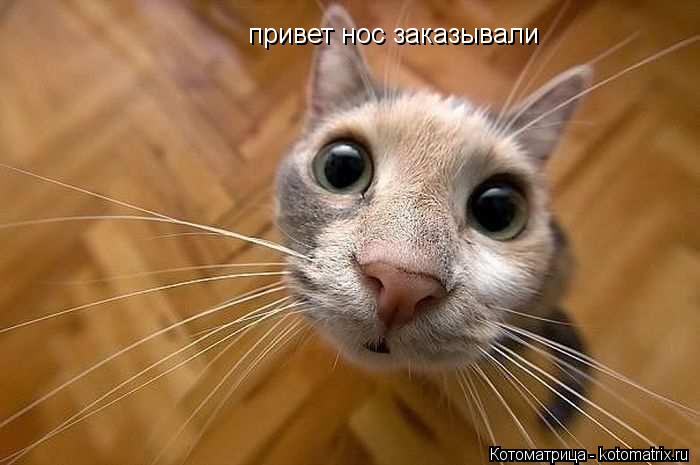 привет нос заказывали... Котоматрица: привет нос заказывали