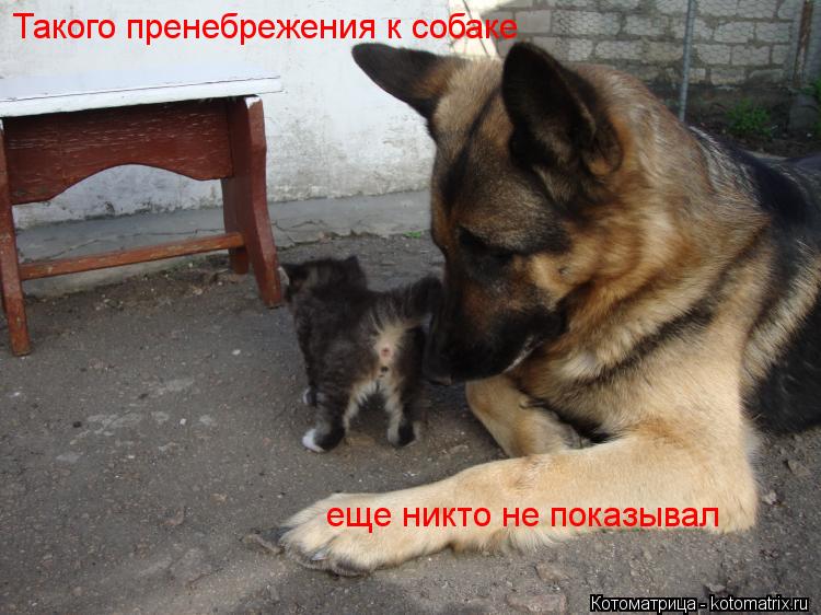 Такого пренебрежения к собаке еще никто не показывал... Котоматрица: Такого пренебрежения к собаке еще никто не показывал