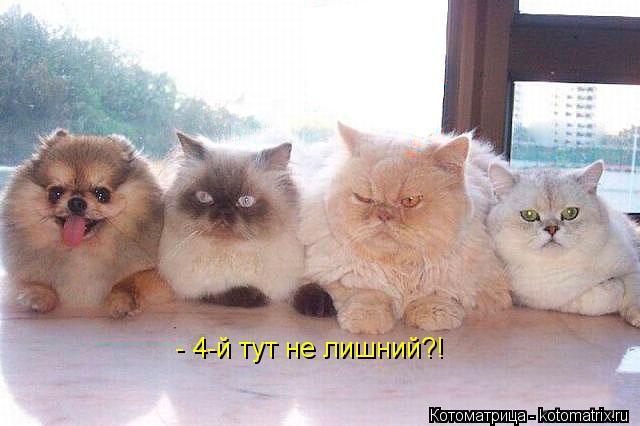 - 4-й тут не лишний?!... Котоматрица: - 4-й тут не лишний?!