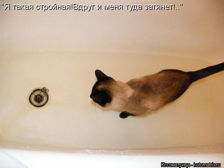 "Я такая стройная!Вдруг и меня туда затянет!.."... Котоматрица: "Я такая стройная!Вдруг и меня туда затянет!.."