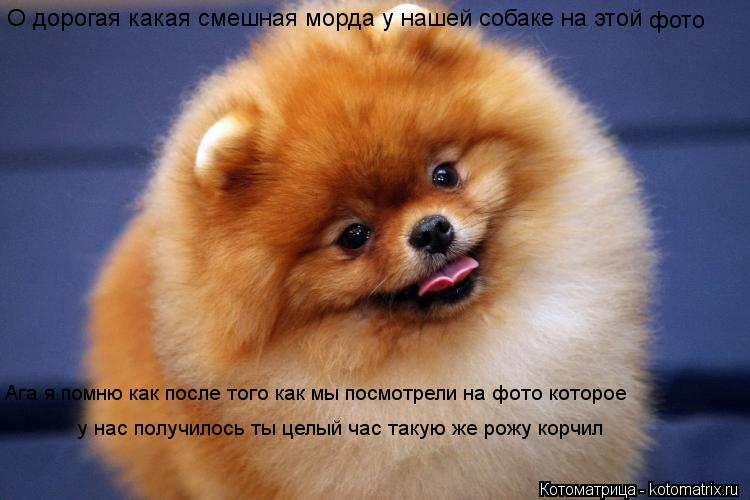О дорогая какая смешная морда у нашей собаке на этой фото Ага я помню как после того как мы посмотр... Котоматрица: О дорогая какая смешная морда у нашей собаке на этой фото Ага я помню как после того как мы посмотрели на фото которое у нас получилось ты