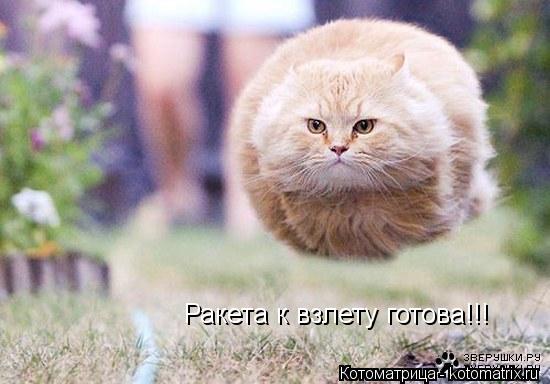 Ракета к взлету готова!!!... Котоматрица: Ракета к взлету готова!!!