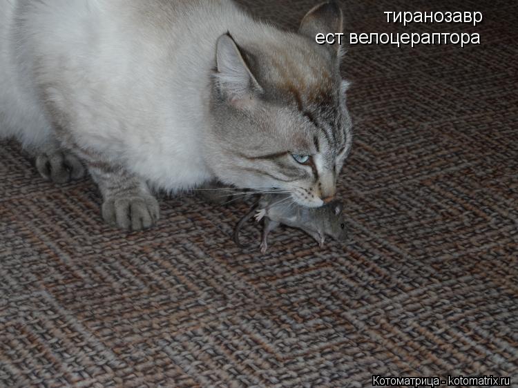 тиранозавр ест велоцераптора... Котоматрица: тиранозавр ест велоцераптора