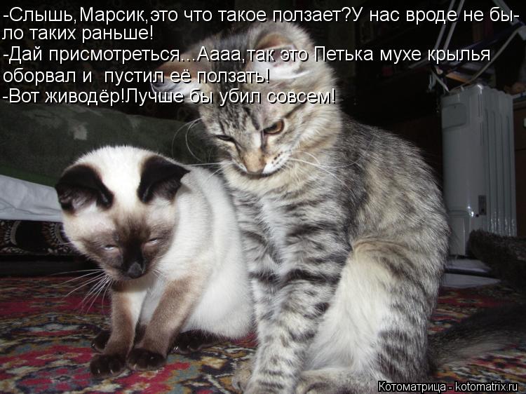 -Слышь,Марсик,это что такое ползает?У нас вроде не бы- ло таких раньше! -Дай присмотреться...Аааа,так... Котоматрица: -Слышь,Марсик,это что такое ползает?У нас вроде не бы- ло таких раньше! -Дай присмотреться...Аааа,так это Петька мухе крылья оборвал и пустил