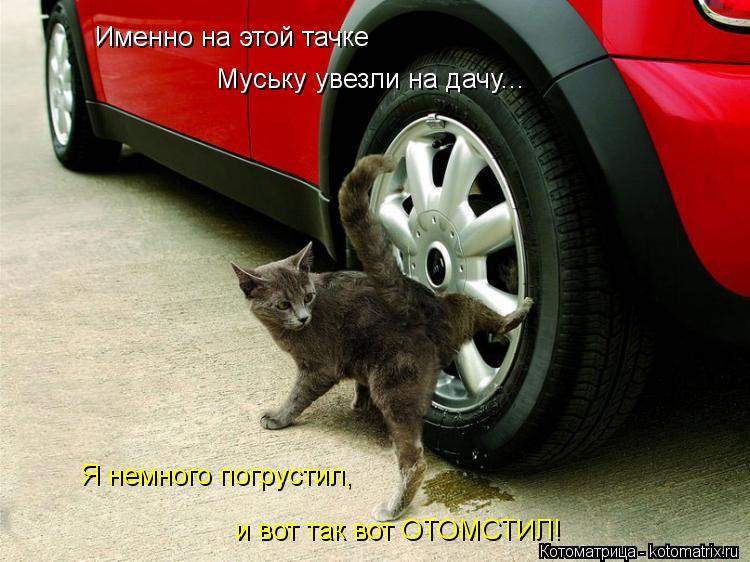 Именно на этой тачке Муську увезли на дачу... Я немного погрустил, и вот так вот ОТОМСТИЛ!... Котоматрица: Именно на этой тачке Муську увезли на дачу... Я немного погрустил, и вот так вот ОТОМСТИЛ!