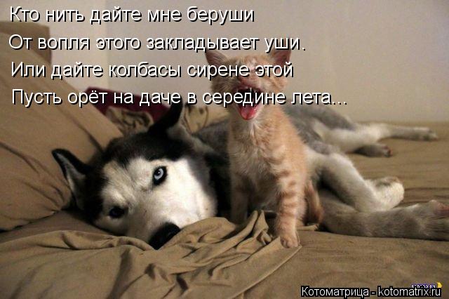 Кто нить дайте мне беруши От вопля этого закладывает уши Или дайте колбасы сирене этой Пусть орёт на ... Котоматрица: Кто нить дайте мне беруши От вопля этого закладывает уши Или дайте колбасы сирене этой Пусть орёт на даче в середине лета... .