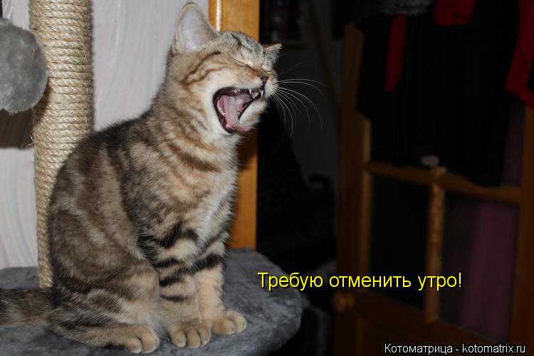 Требую отменить утро!... Котоматрица: Требую отменить утро!