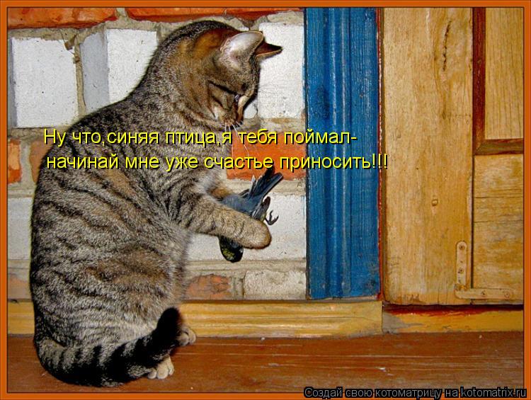 начинай мне уже счастье приносить!!! Ну что,синяя птица,я тебя поймал-... Котоматрица: начинай мне уже счастье приносить!!! Ну что,синяя птица,я тебя поймал-